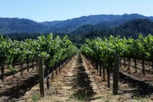 The vineyards at Spottswoode Winery in Napa in 2016.