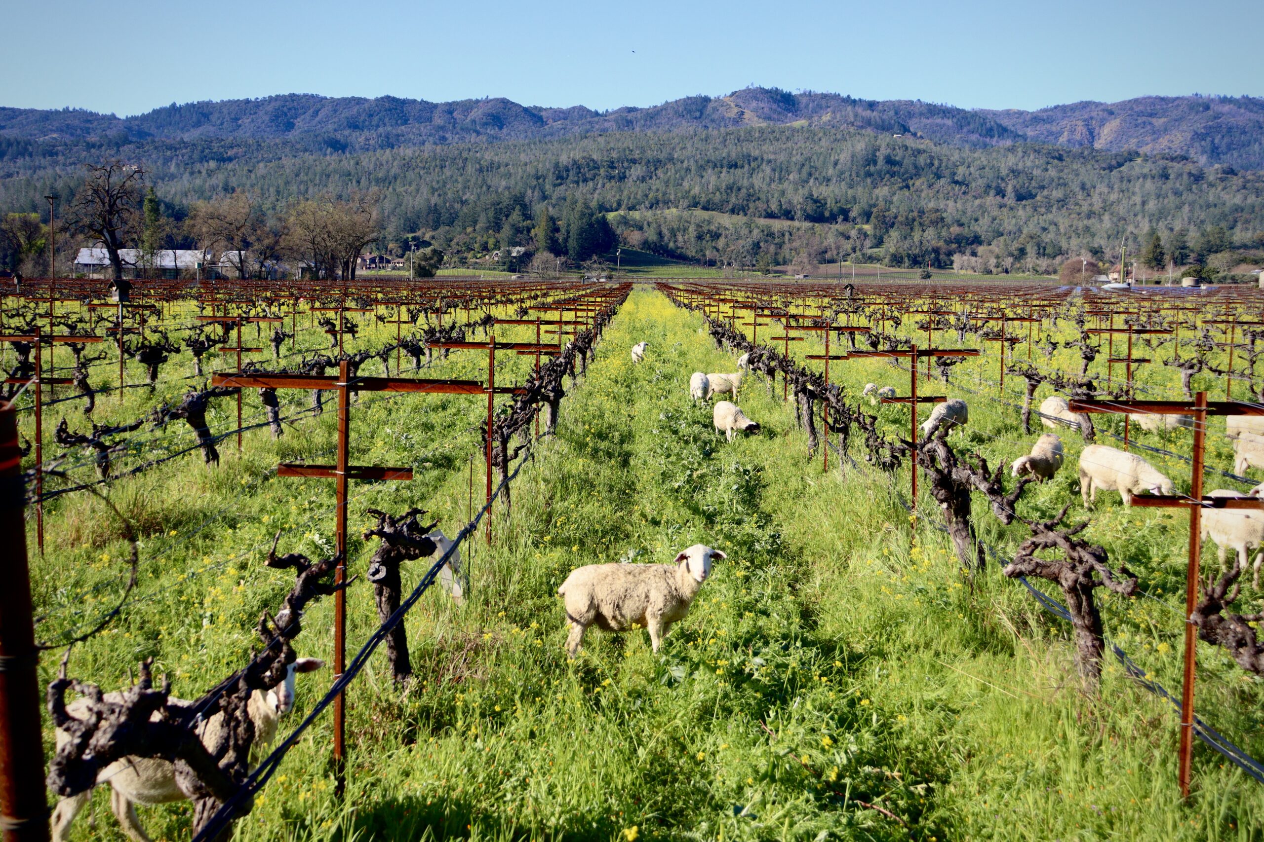 Growing Regenerative Viticulture