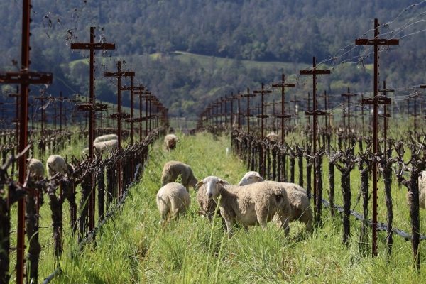 Corison-Sheep-header-2-scaled