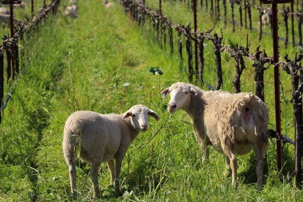 Corison Sheep header