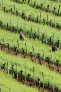 Truchard - deer