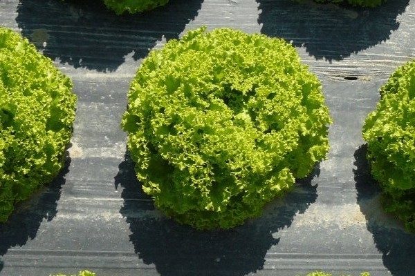 prodotti_agricoltura_novamont