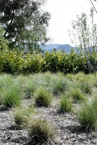 Cakebread parking lot