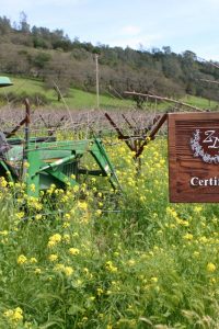 ZD winery