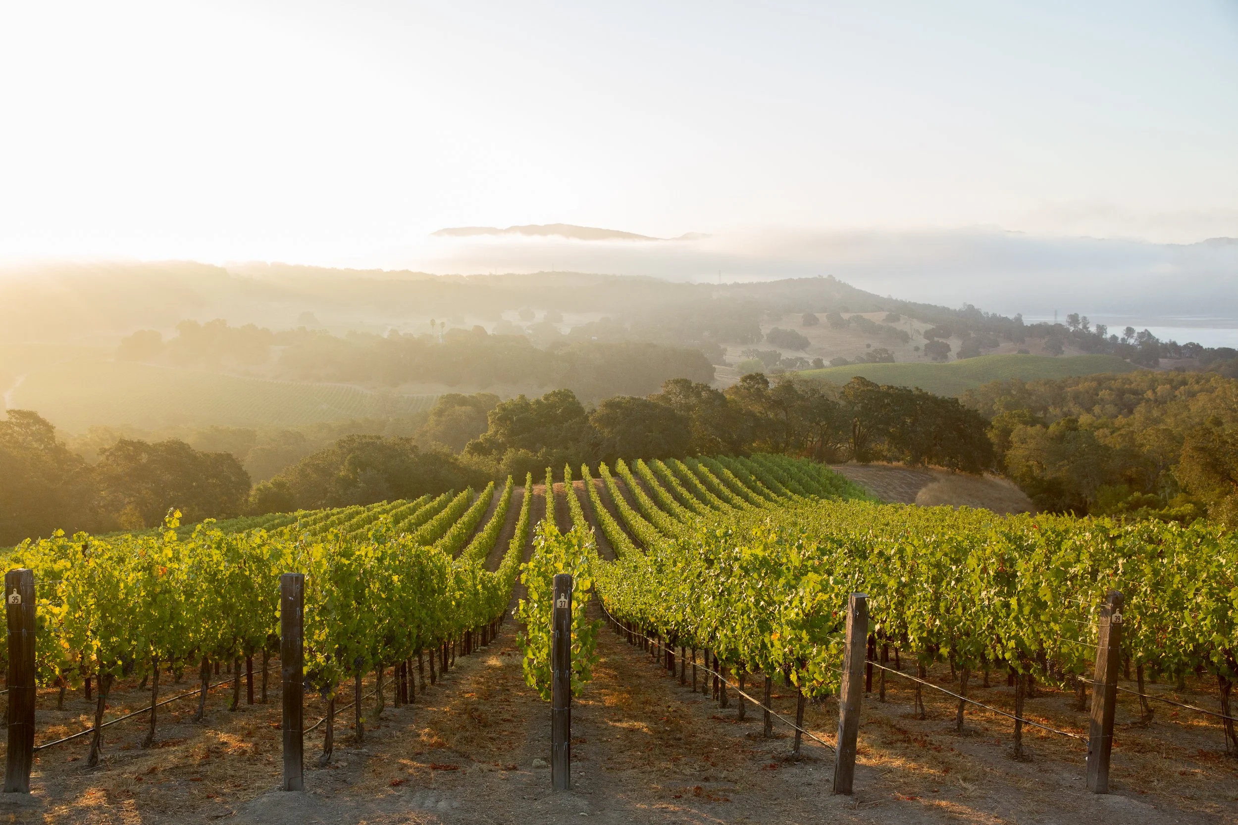 Clark Vineyard Management