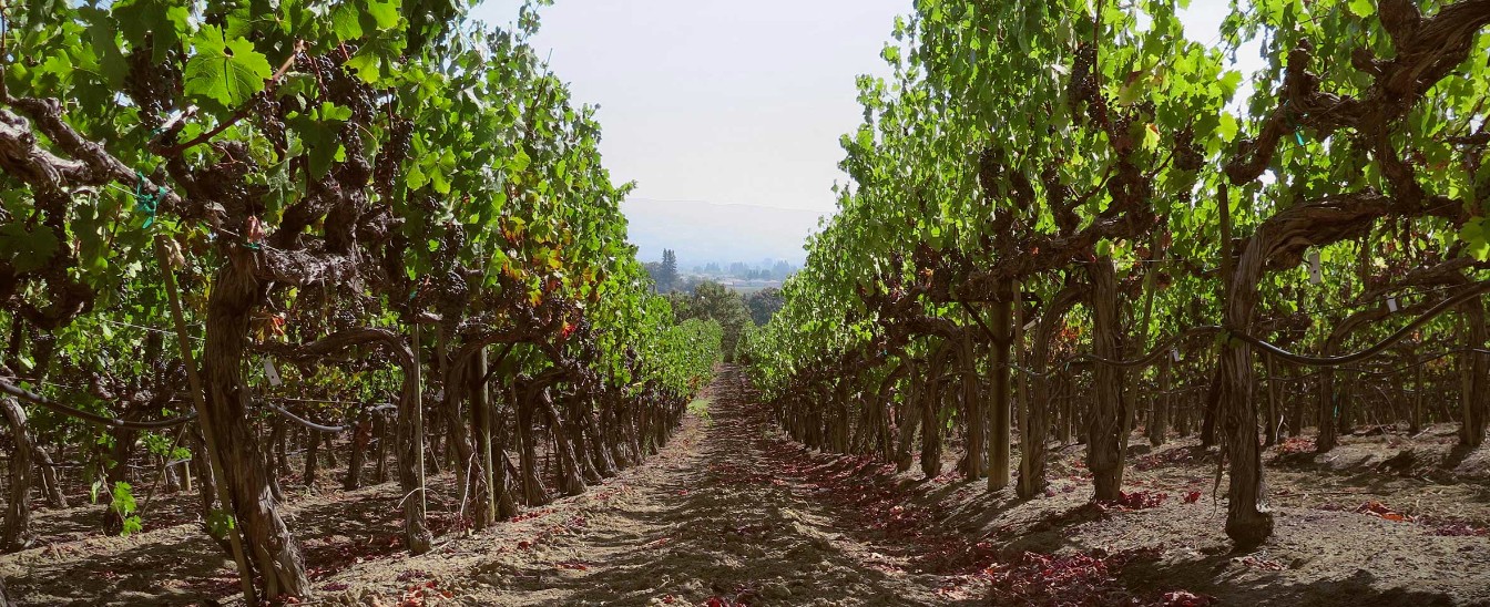 Renteria Vineyard Management