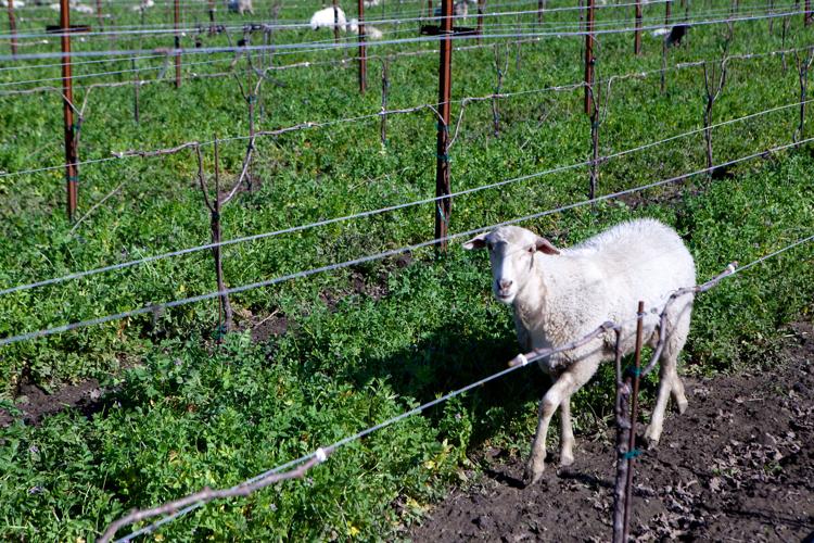 One Block Challenge brings regenerative push to Napa Valley